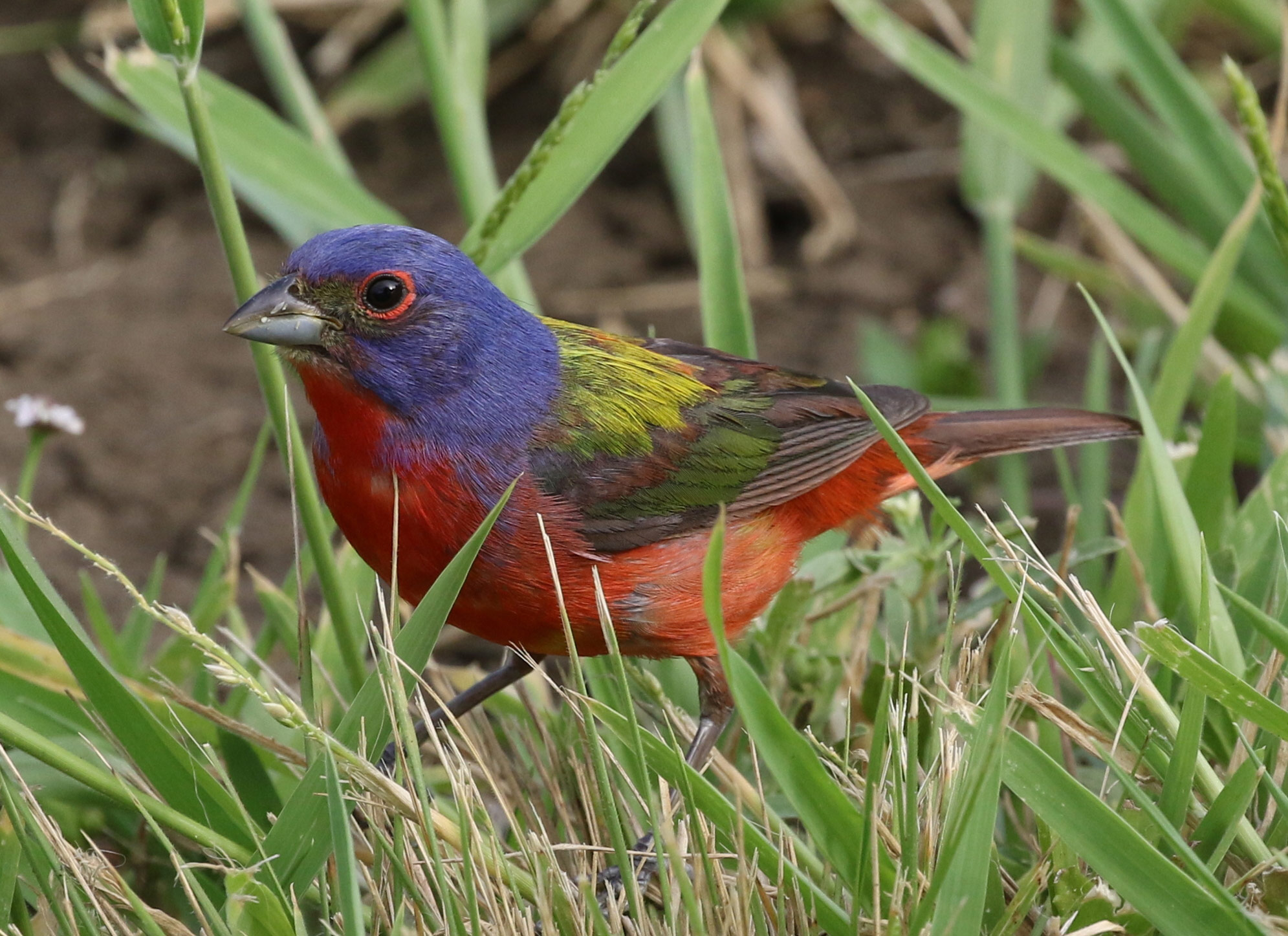 Painted Bunting Museum of the Red River