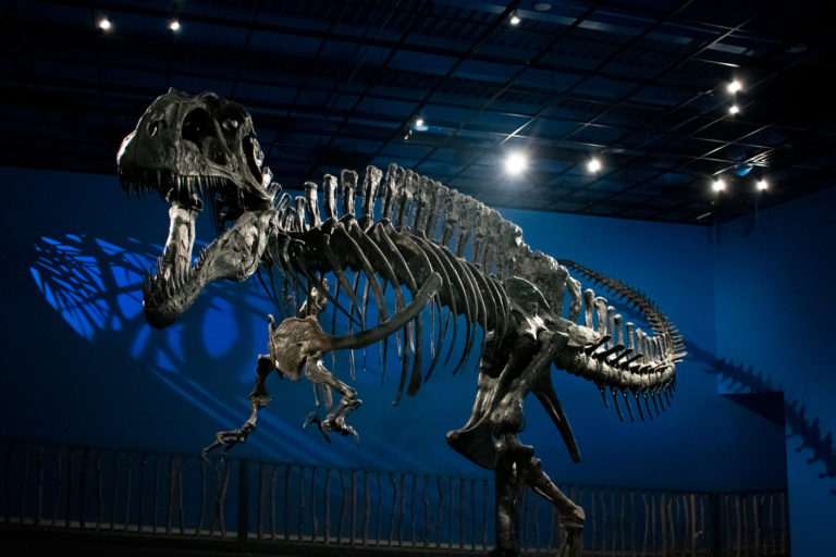 Close up of Acrocanthosaurus atokensis